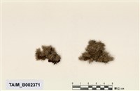 藏品(白髮苔屬)的圖片